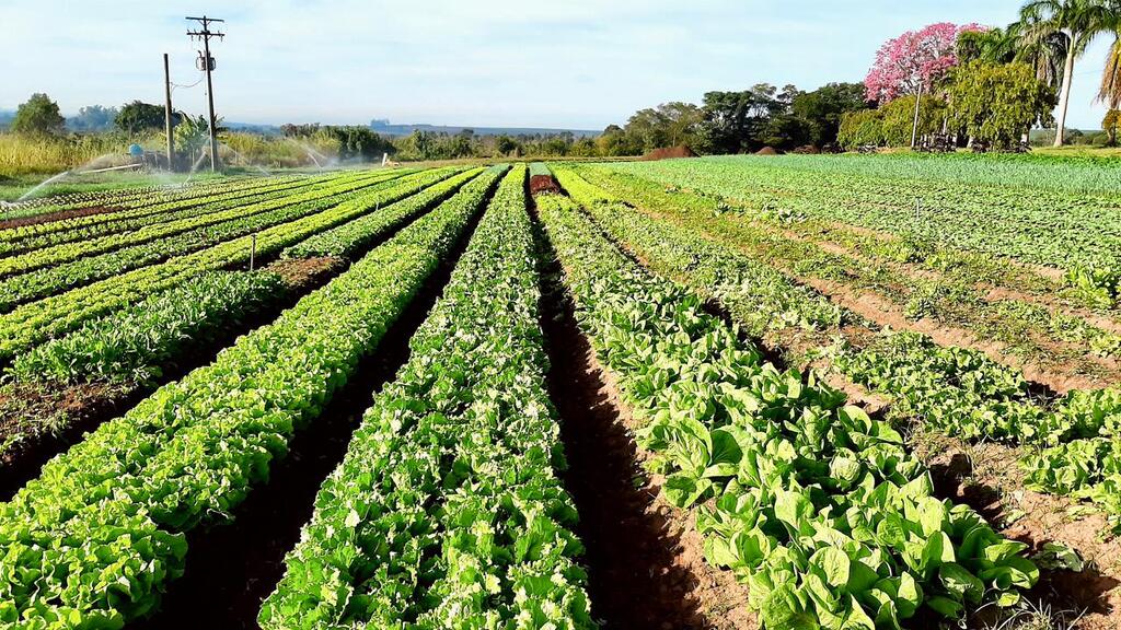 Do campo à mesa: como é o dia a dia de quem planta os alimentos orgânicos que combatem os desertos alimentares