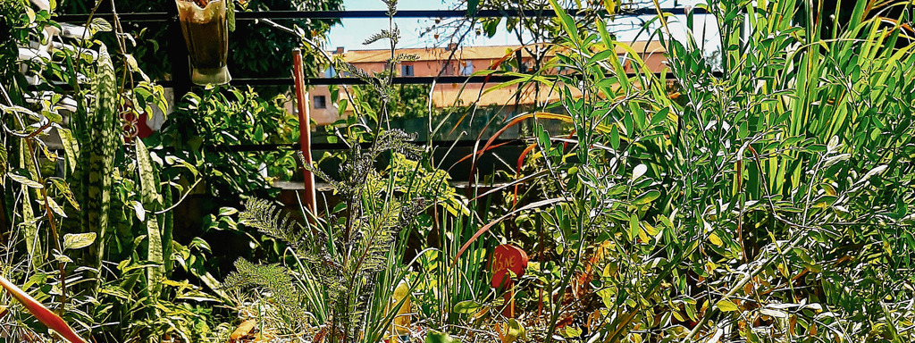 Bastidores do primeiro episódio do Videocast Sustenta: Samba, cultura e PANCs